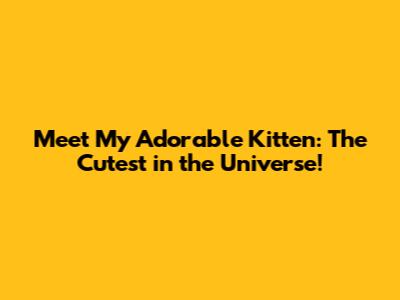 Meet My Adorable Kitten: The Cutest in the Universe!