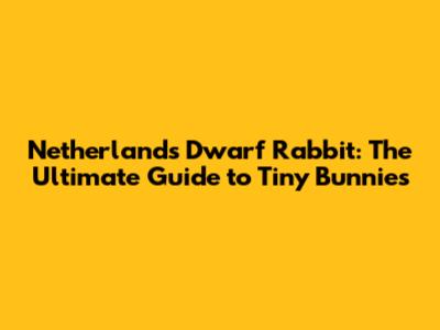 Netherlands Dwarf Rabbit: The Ultimate Guide to Tiny Bunnies